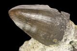 Jurassic Crocodile (Goniopholis?) Tooth - Colorado #152098-1